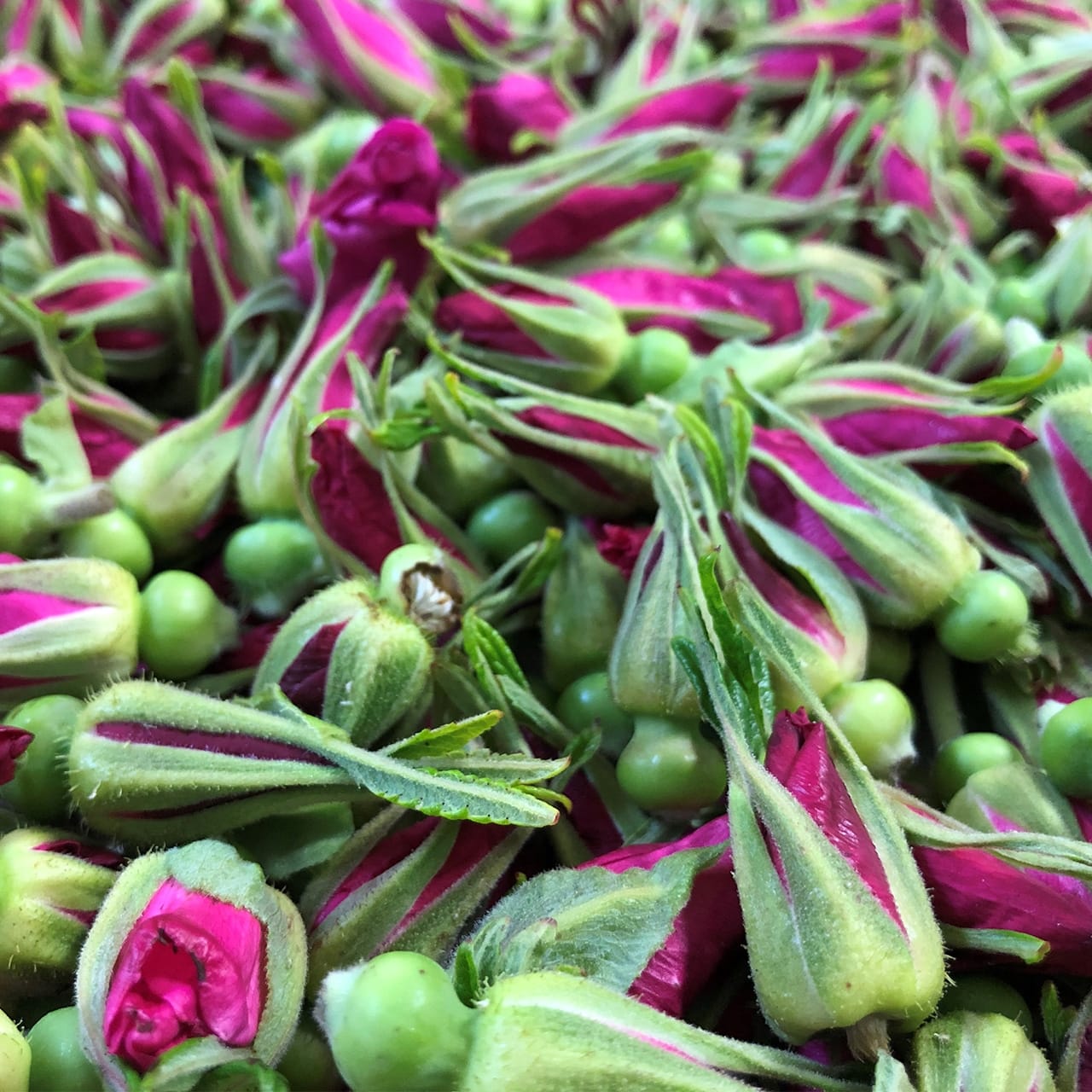 薔薇のつぼみ茶（ハマナスの花）