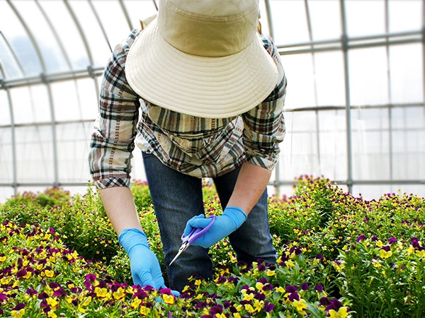 ひとつひとつ丁寧に採取