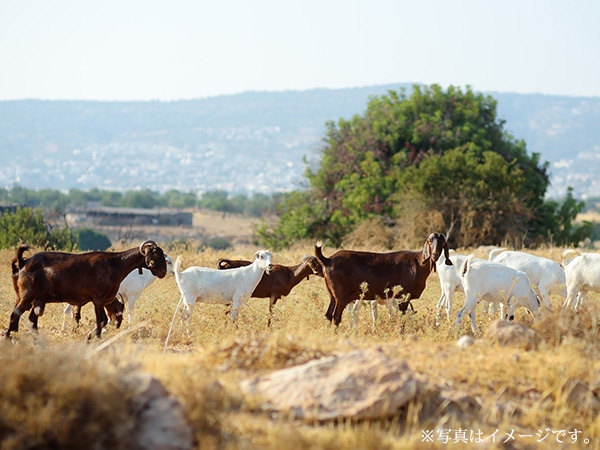 キプロス産のピュアミルク使用