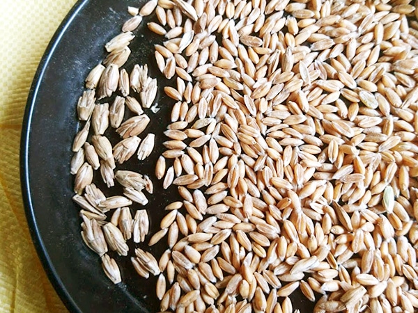 スペルト小麦