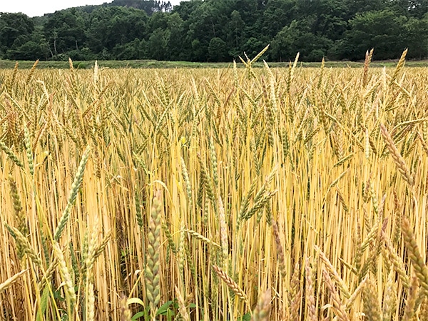 スペルト小麦の穂