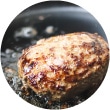牛肉・鹿肉